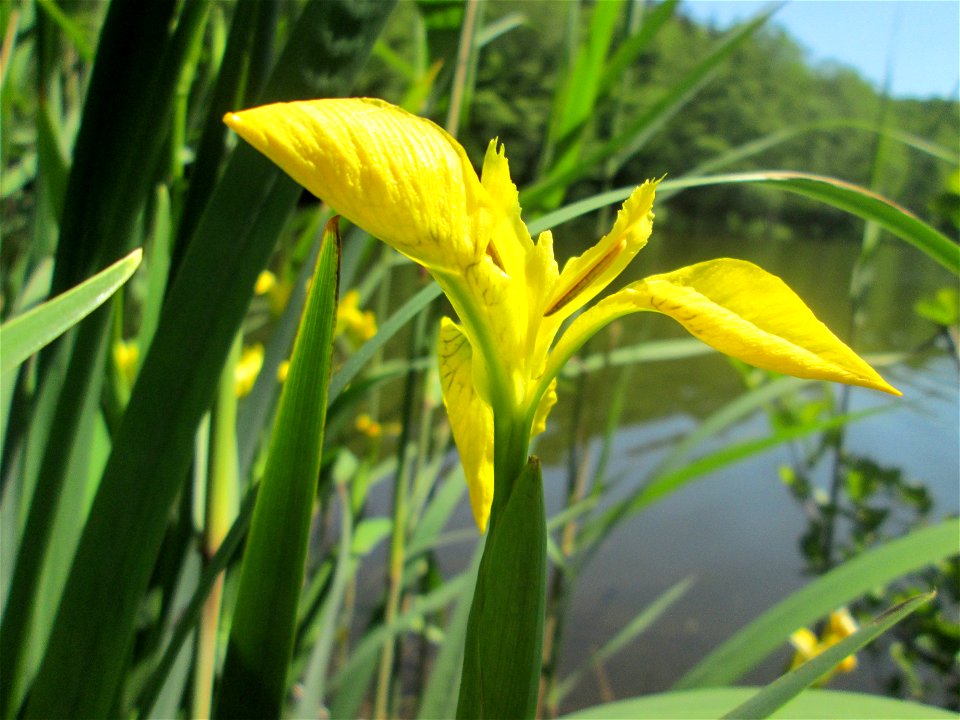 Sumpf-Schwertlilie (Iris pseudacorus) am Waldweiher bei Burbach