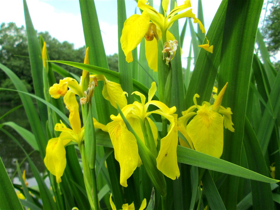Sumpf-Schwertlilie (Iris pseudacorus) an der Saar im Naturschutzgebiet „St. Arnualer Wiesen“