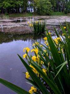 Iris pseudacorus in Central Bohemia