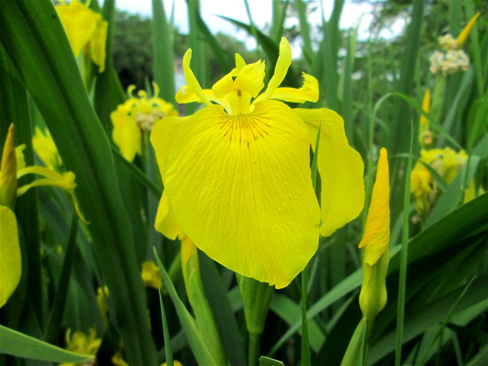 Sumpf-Schwertlilie (Iris pseudacorus) an der Saar im Naturschutzgebiet „St. Arnualer Wiesen“