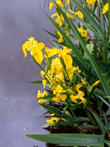 Iris pseudacorus in Central Bohemia photo