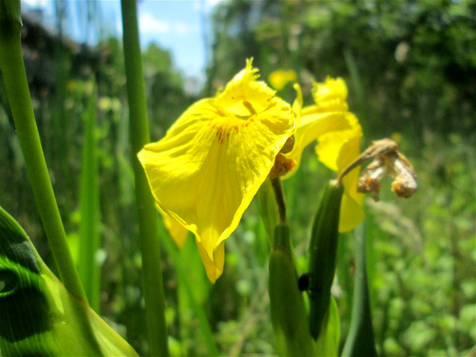 Sumpf-Schwertlilie (Iris pseudacorus) im Bürgerpark Saarbrücken
