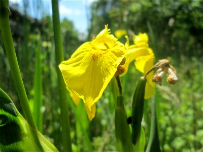 Sumpf-Schwertlilie (Iris pseudacorus) im Bürgerpark Saarbrücken photo