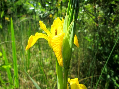 Sumpf-Schwertlilie (Iris pseudacorus) im Bürgerpark Saarbrücken