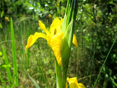 Sumpf-Schwertlilie (Iris pseudacorus) im Bürgerpark Saarbrücken photo