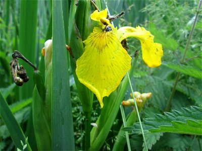 Sumpf-Schwertlilie (Iris pseudacorus) am Tabaksweiher im Almet in Sankt Arnual