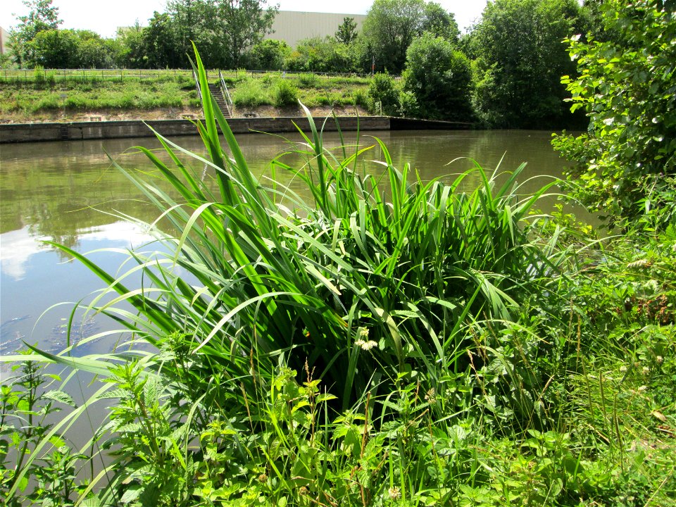 Sumpf-Schwertlilie (Iris pseudacorus) an der Saaraue Güdingen