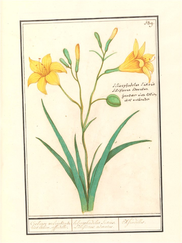 IdentificatieTitel(s): Gele lelie (Lilium)Geluwe welriekende riet lelien, affodille. / liliosphodelus Luteus. LIliflorus adoratus. / Afrodilles. (titel op object)Objecttype: tekening Objectnummer: RP-