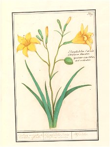 IdentificatieTitel(s): Gele lelie (Lilium)Geluwe welriekende riet lelien, affodille. / liliosphodelus Luteus. LIliflorus adoratus. / Afrodilles. (titel op object)Objecttype: tekening Objectnummer: RP-