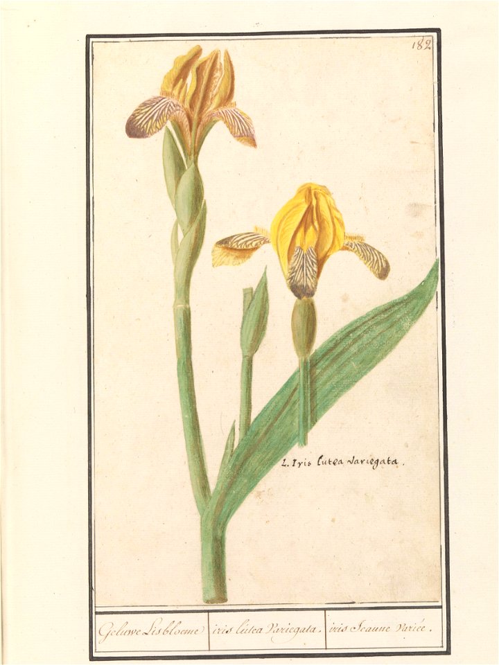 IdentificatieTitel(s): Gele lis (Iris pseudacorus)Geluwe Lisbloeme / iris lutea Variegata. / iris Jeaune variée (titel op object)Objecttype: tekening Objectnummer: RP-T-BR-2017-1-9-87Omschrijving: Gel