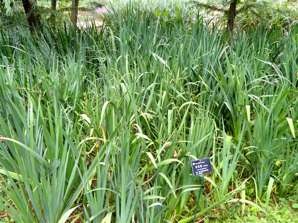 Plant specimen in the Kunming Botanical Garden, Kunming, Yunnan, China.