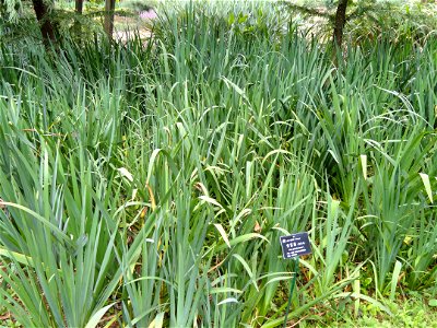 Plant specimen in the Kunming Botanical Garden, Kunming, Yunnan, China.