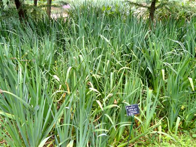 Plant specimen in the Kunming Botanical Garden, Kunming, Yunnan, China. photo