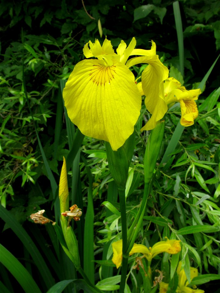 Iris pseudacorus, Aizu area, Fukushima pref., Japan