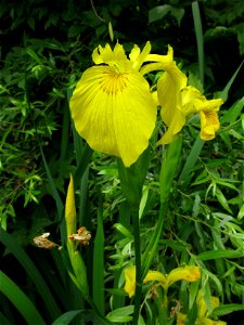 Iris pseudacorus, Aizu area, Fukushima pref., Japan photo