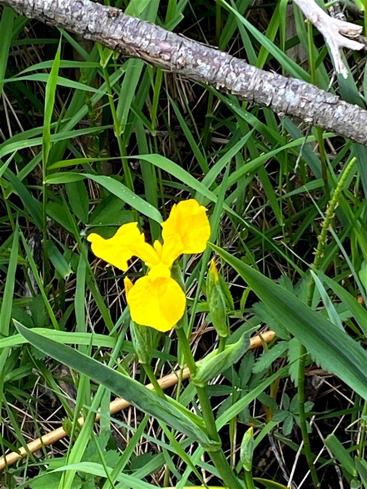 Yellow Iris (Iris pseudacorus)