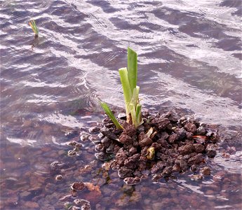 Iris pseudacorus, used in a lavafilter to purify rooftop-rainwater. The rooftop rainwater is used for irrigation purposes in an agricultural company. photo