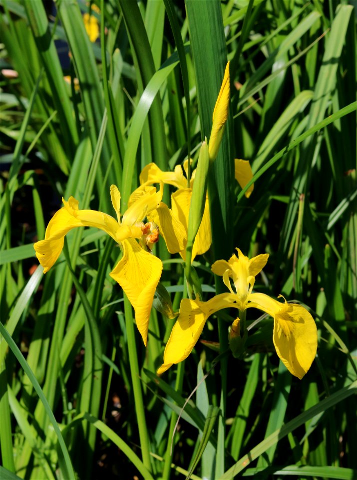 Yellow iris. Bank of the Southern Bug River. Ukraine