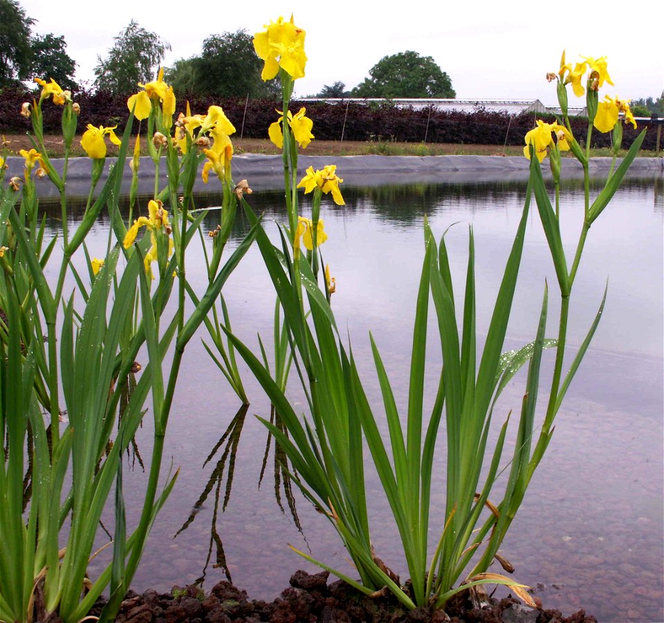 A flowering pseudoacorus. Picture taken in summer (june); when the plant has regrown (dies off above-ground in winter).