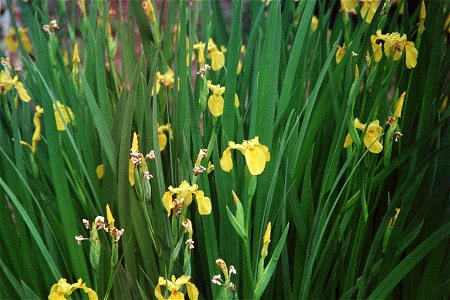 These are iris that have naturalized and grow almost wild in my area, from a particularly beautiful spring. photo