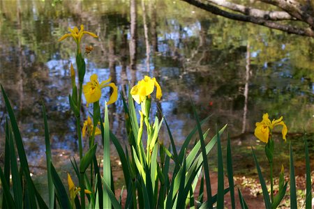 ACES | Margaret Barse Yellow irises at the Auburn Arboretum photo