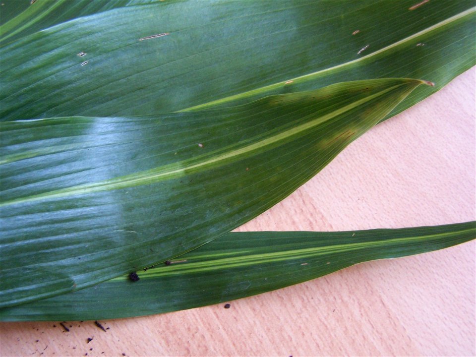 Aspidistra elatior Lennons Song