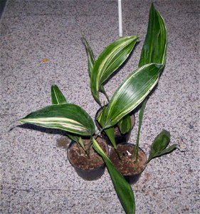Aspidistra elatior variegata photo