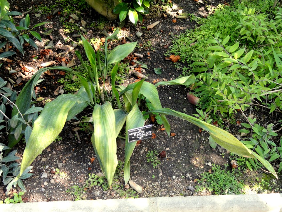 Aspidistra elatior specimen in the Jardin Botanique de Lyon, Parc de la Tête d'Or, Lyon, France. photo