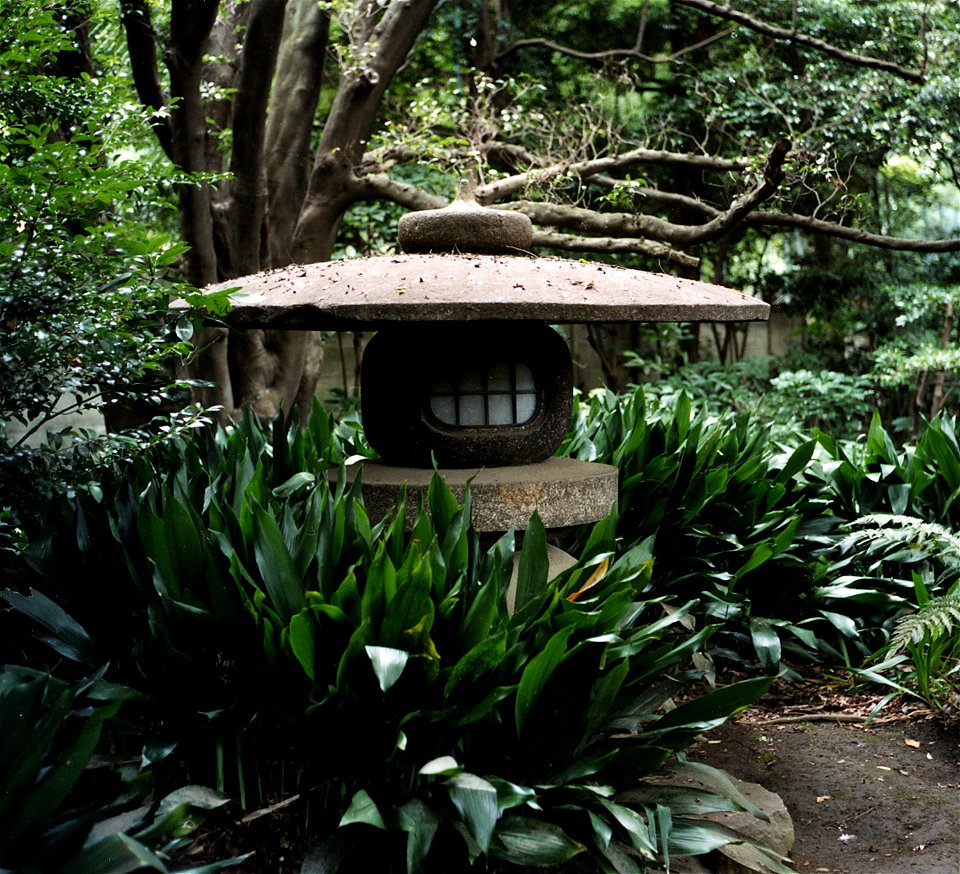 possibly Aspidistra elatior
Rikugien, a Japanese garden in Tokyo, Japan.