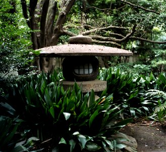 possibly Aspidistra elatior Rikugien, a Japanese garden in Tokyo, Japan. photo