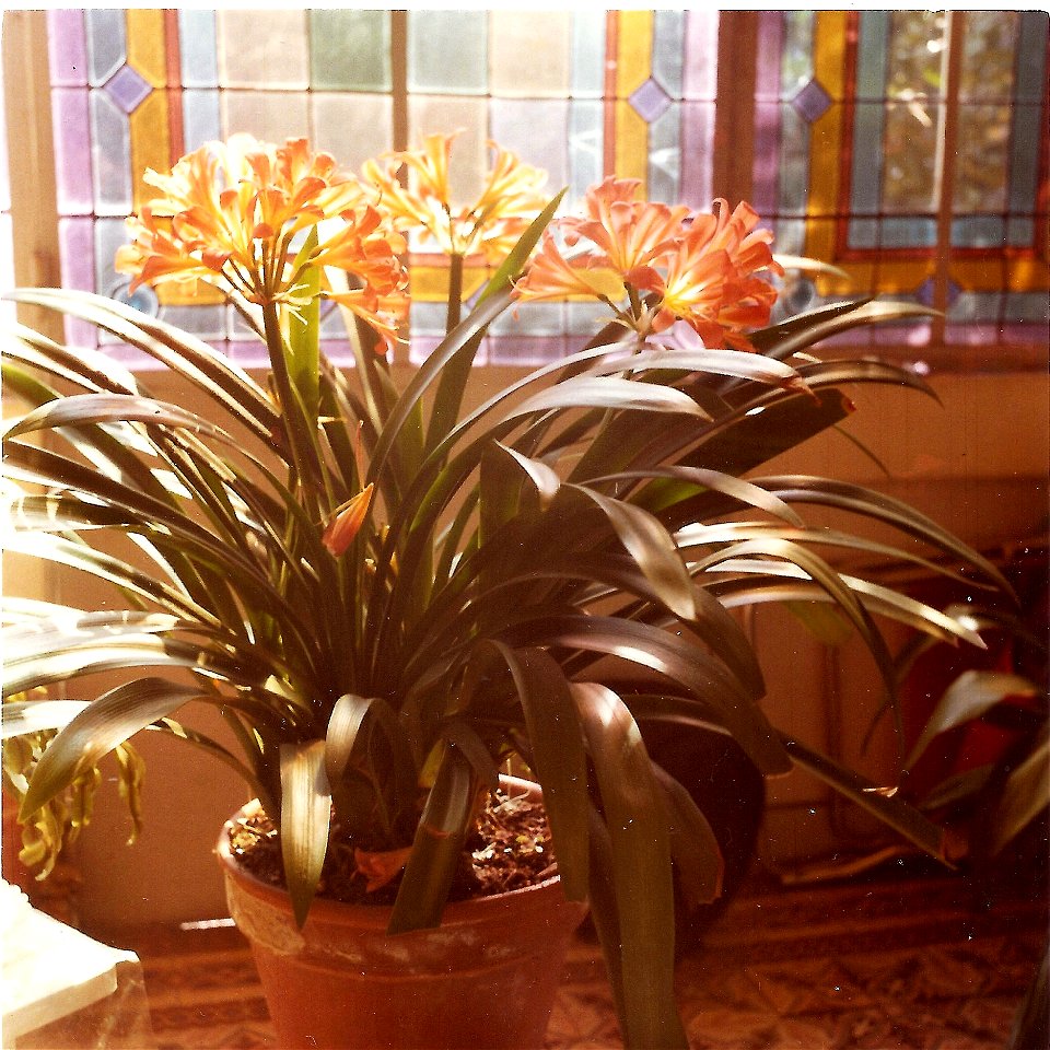 Flowerishing clivia in veranda in Bordeaux.