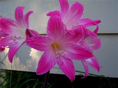 Image title: Naked ladies pink flower Image from Public domain images website, http://www.public-domain-image.com/full-image/flora-plants-public-domain-images-pictures/flowers-public-domain-images-pic photo