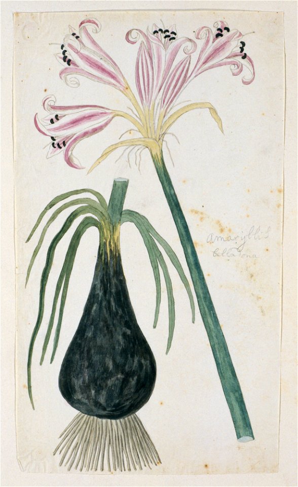 IdentificatieTitel(s): Crinum macowanii Baker,voorheen bekend als Amaryllis belladonnaAmaryllis belladona (titel op object)Objecttype: tekening albumblad Objectnummer: RP-T-1914-18-52Opschriften / Mer