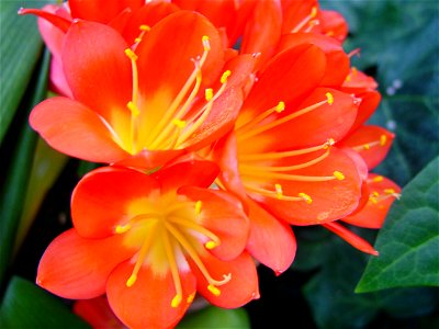 Image title: Bright red blooms forrest square perth Image from Public domain images website, http://www.public-domain-image.com/full-image/flora-plants-public-domain-images-pictures/flowers-public-dom photo