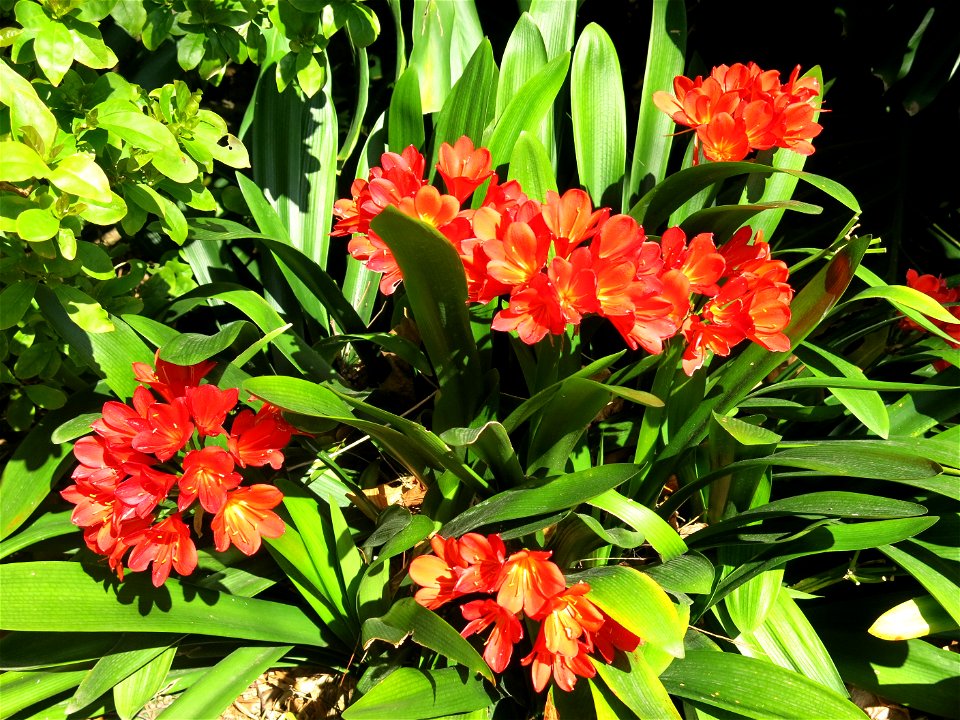 Clivia in Bormes-les-Mimosas (Var, France).