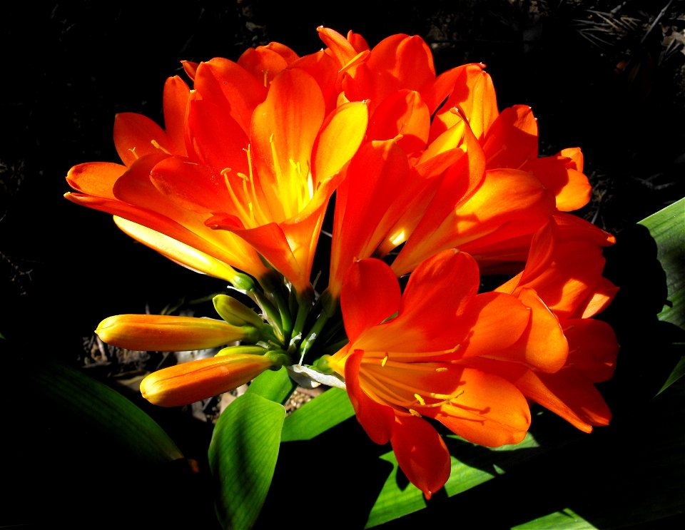 Clivia miniata in the Water Conservation Garden at Cuyamaca College, El Cajon, California, USA. Identified by sign.
