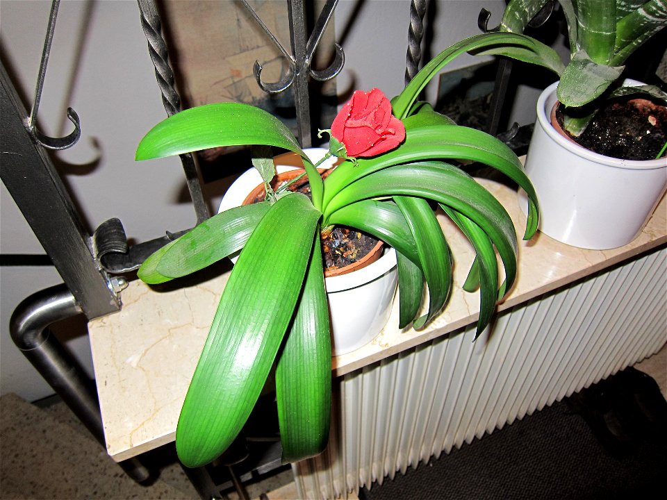 Testbild (Clivia miniata with an artificial rose)