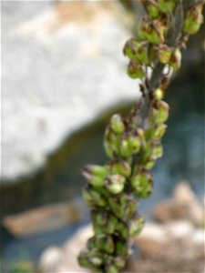 Drimia maritima fruits close up, Sierra Madrona, Spain
