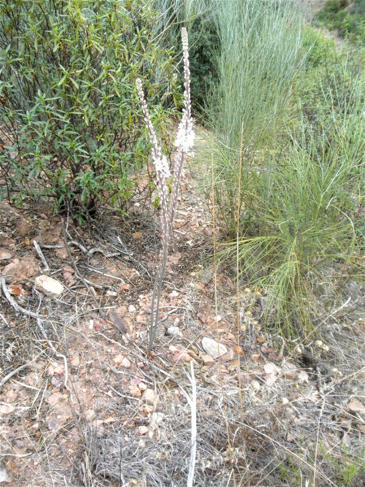 Drimia maritima habit, Sierra Madrona, Spain