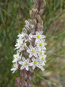 Drimia maritima inflorescence, Sierra Madrona, Spain