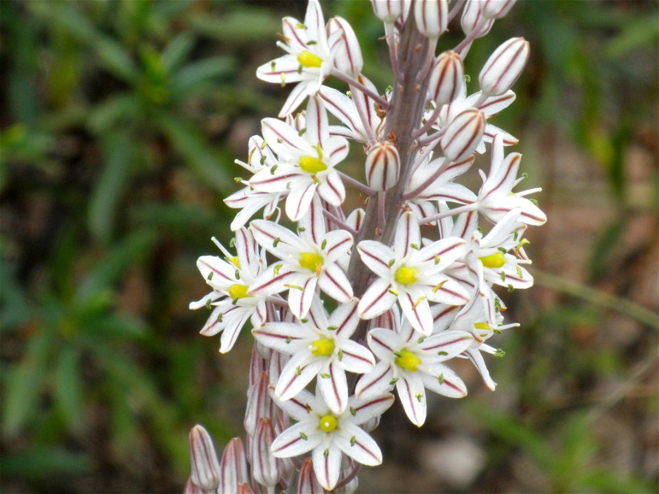 Drimia maritima flowers close up, Sierra Madrona, Spain