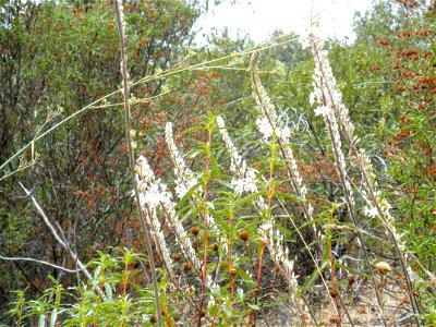 Drimia maritima inflorescences, Sierra Madrona, Spain