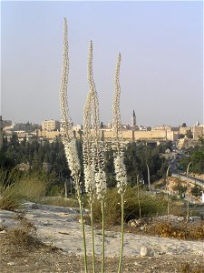Drimia maritima (sea squills) in Jerusalem