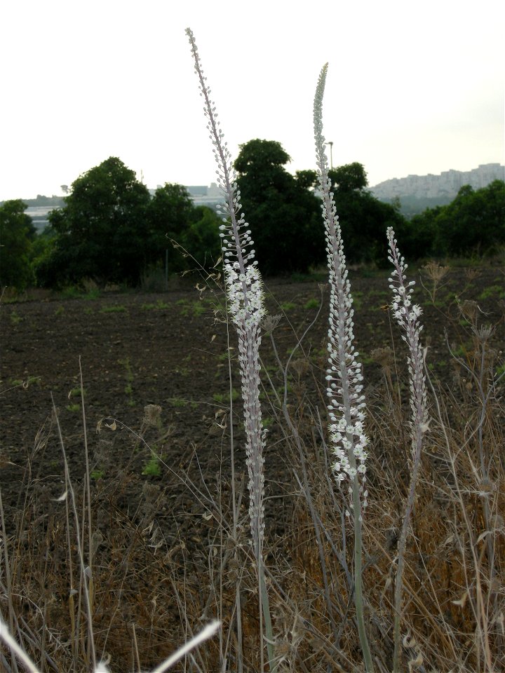 Israeli National trail