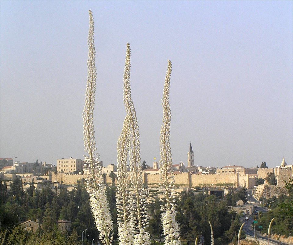 Drimia maritima (sea squills) in Jerusalem