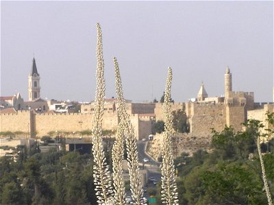 Drimia maritima (sea squills)  in Jerusalem