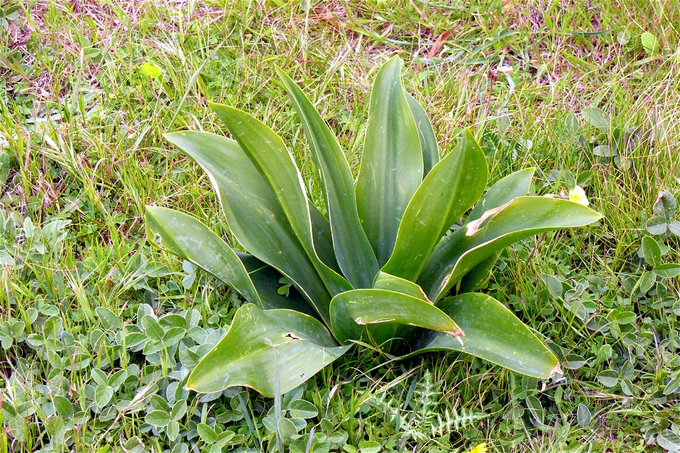 Meerzwiebel (Urginea maritima) aus Malta