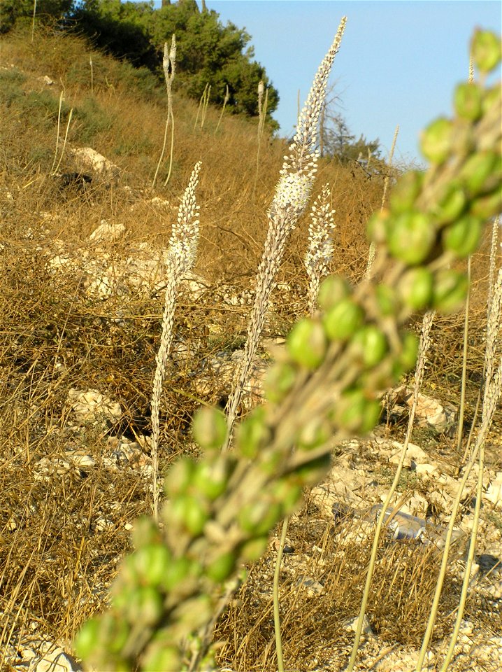 Drimia maritima (sea squills) on Mt. Zion in Jerusalem