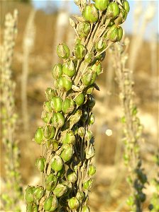 Drimia maritima (sea squills) on Mt. Zion in Jerusalem