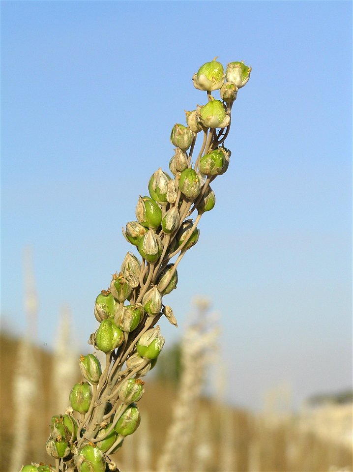 Drimia maritima (sea squills) on Mt. Zion in Jerusalem